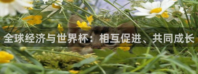 世界杯欧洲预选赛赛程：全球经济与世界杯：相互促进、共同成长